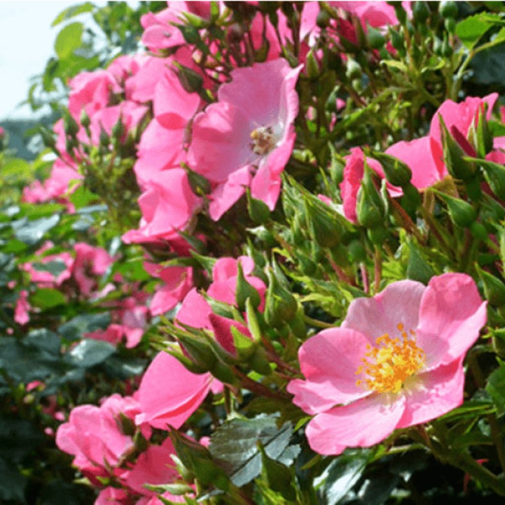 Rosier à fleurs groupées Mel Bee