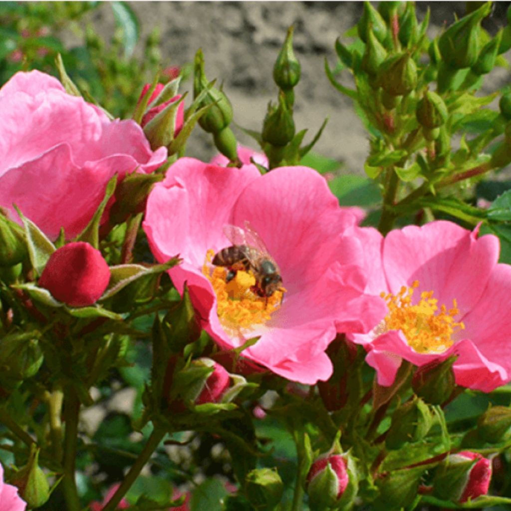 Rosier à fleurs groupées Mel Bee