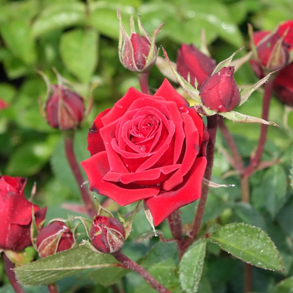 Rosier à fleurs groupées Niccolò Paganini