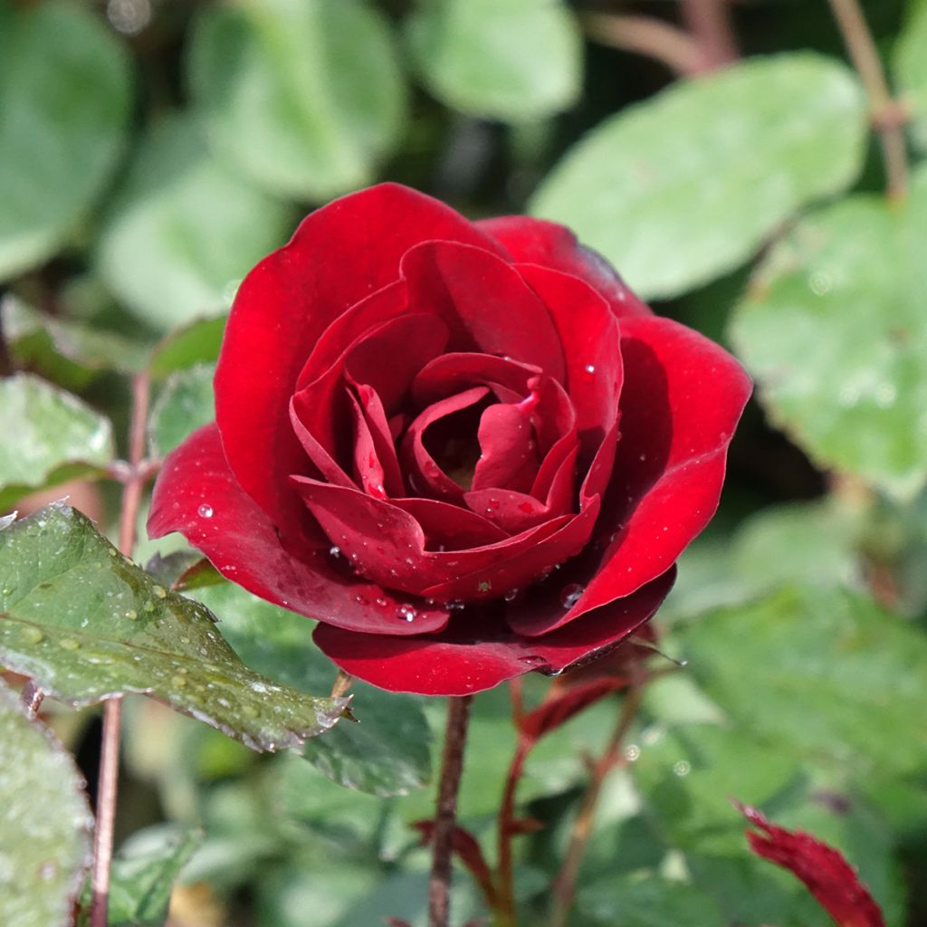 Rosier à fleurs groupées Rose du CICR®