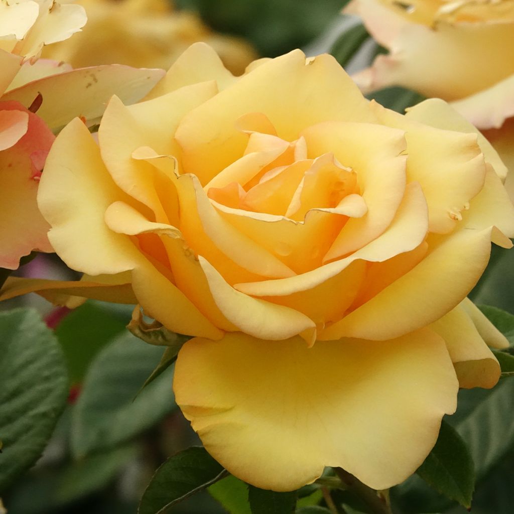 Rosier à grandes fleurs Eureka