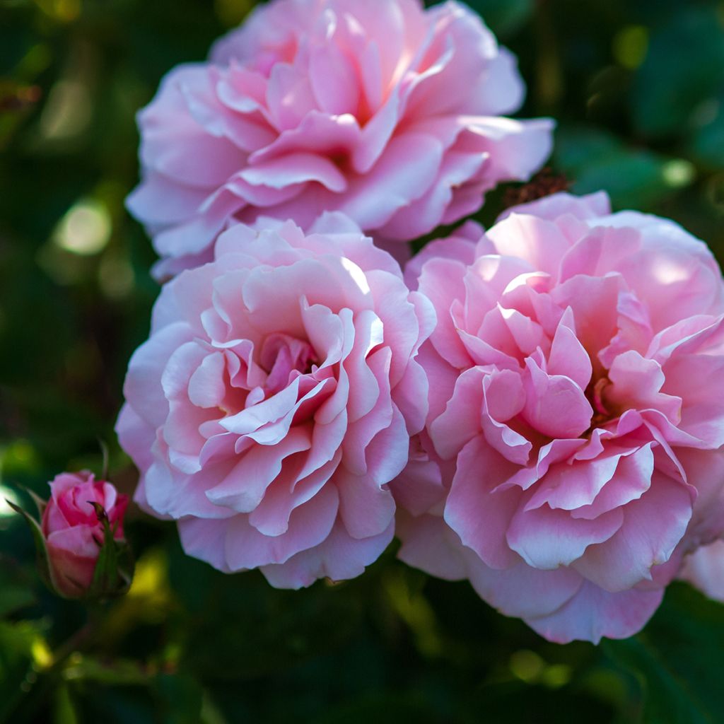 Rosier à fleurs groupées Botticelli