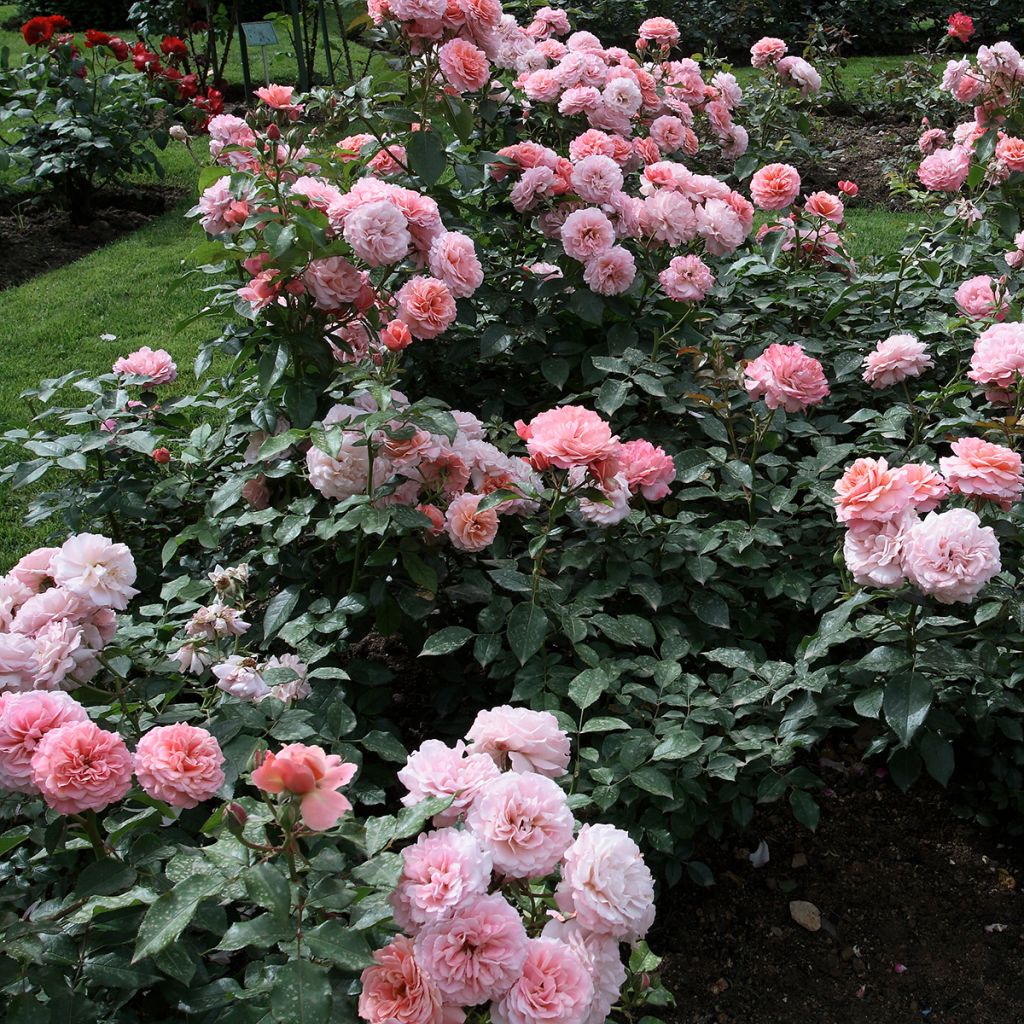 Rosier à fleurs groupées Botticelli