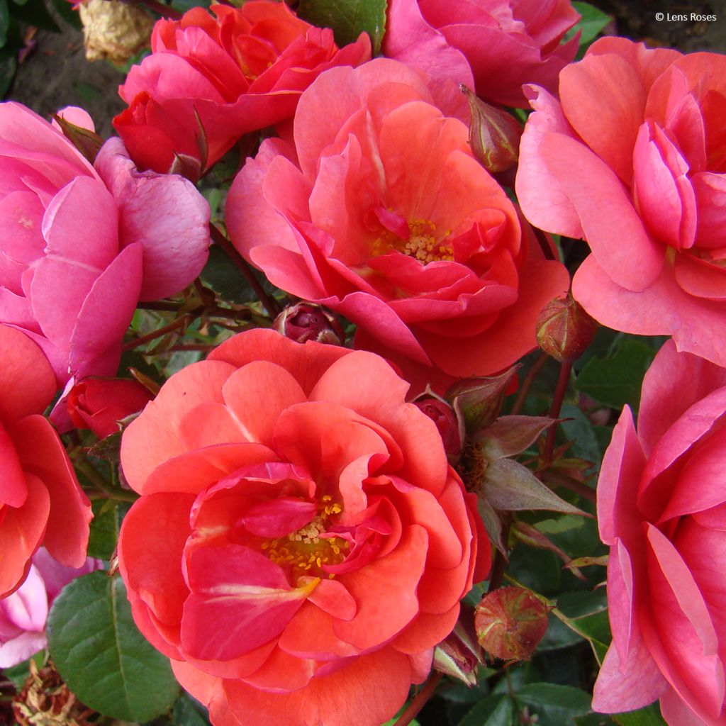Rosier à fleurs groupées Folle Framboise