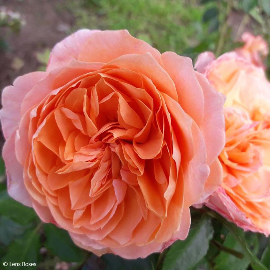 Rosier à fleurs groupées Marc's Jubilée