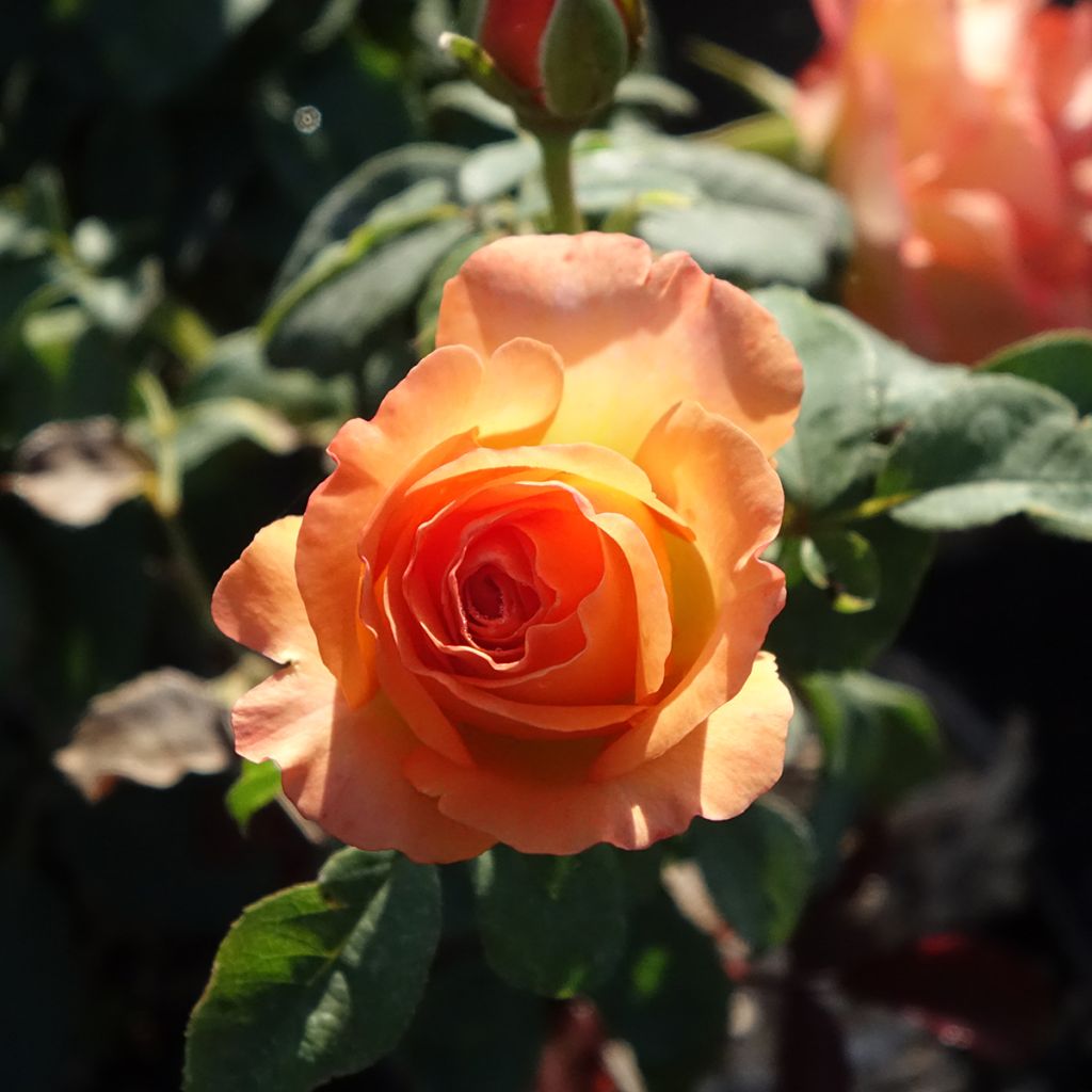Rosier à fleurs groupées Message d'Espoir