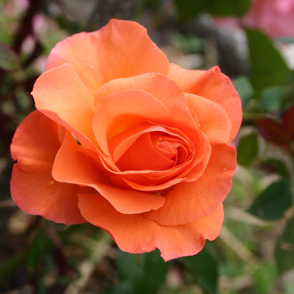 Rosier à fleurs groupées Orange Sensation