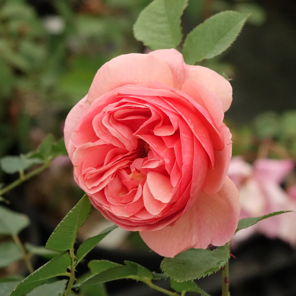 Rosier à fleurs groupées Park Abbey Rose