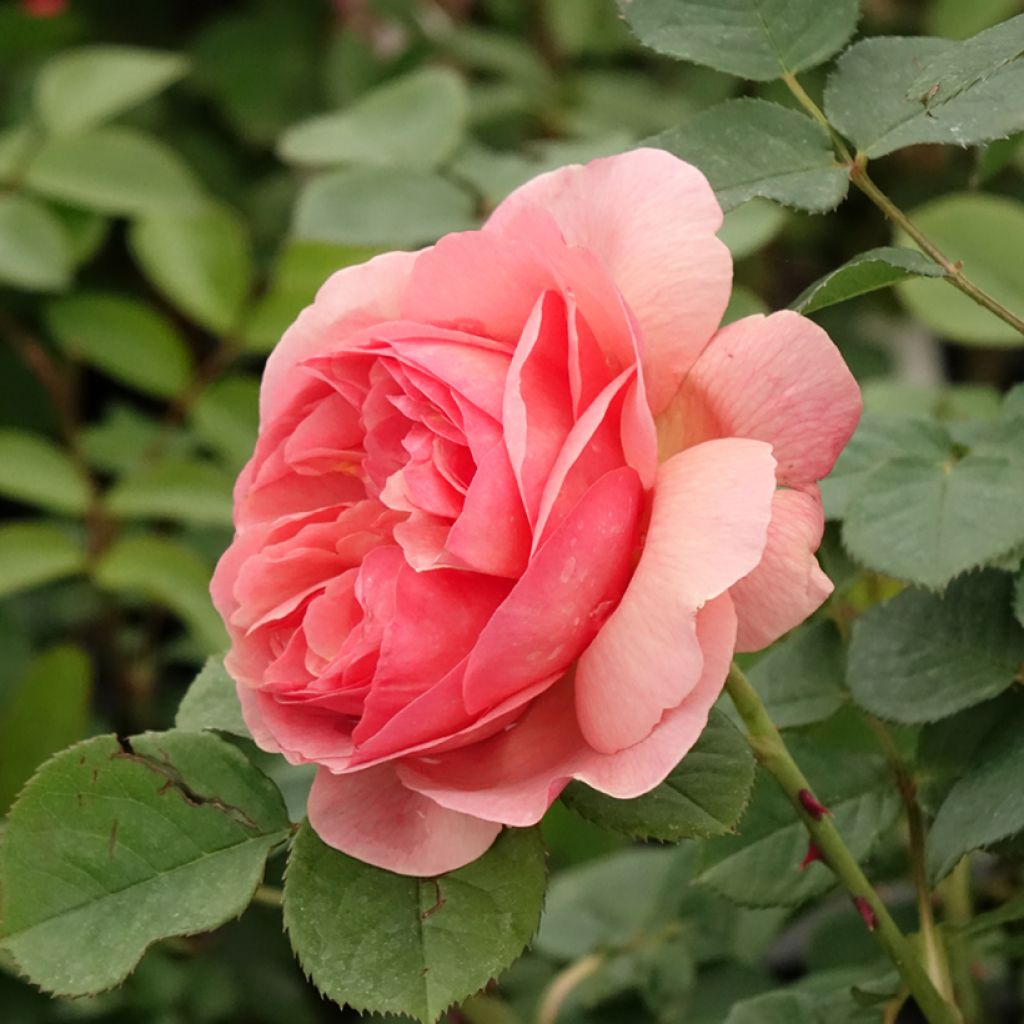 Rosier à fleurs groupées Park Abbey Rose