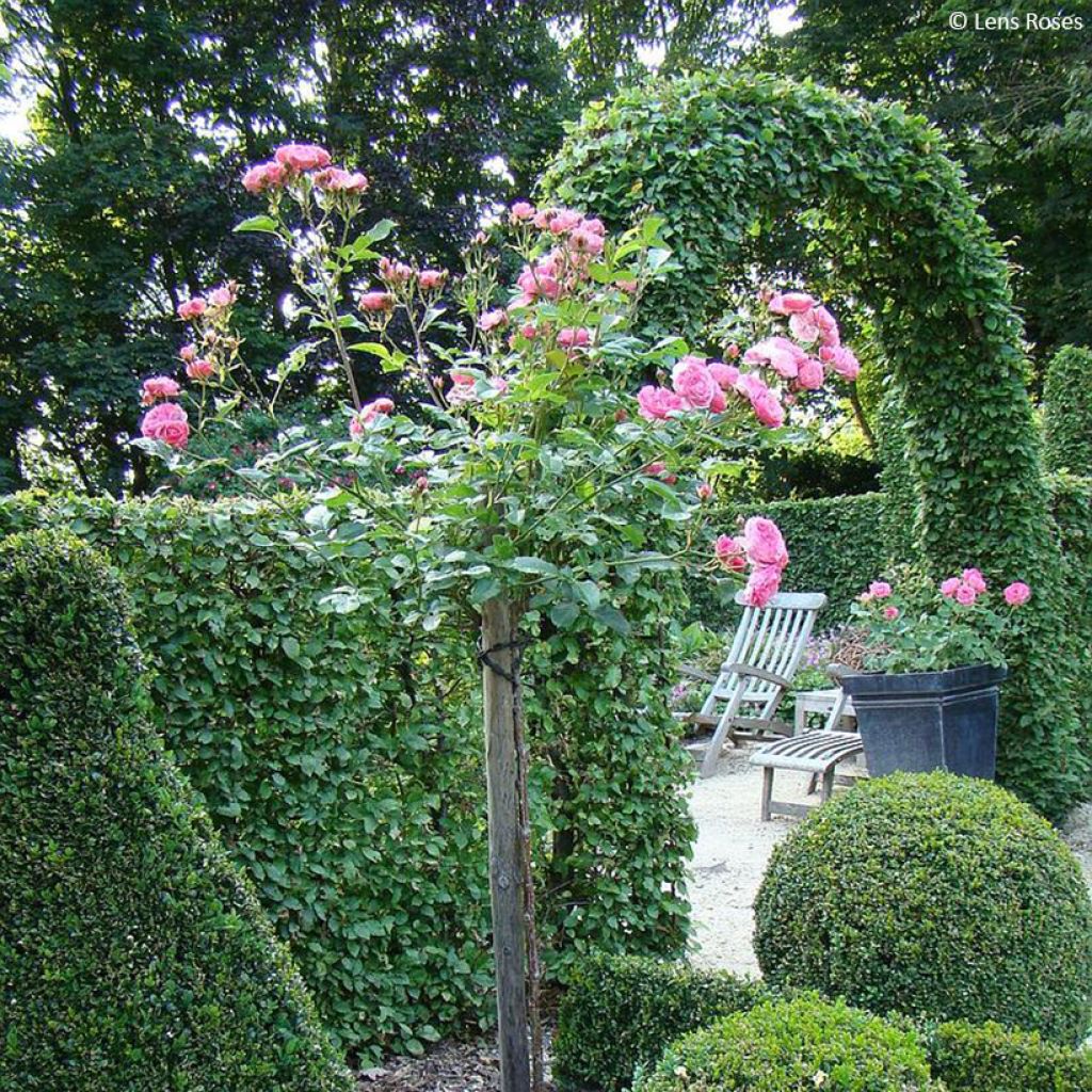 Rosier à fleurs groupées Walferdange