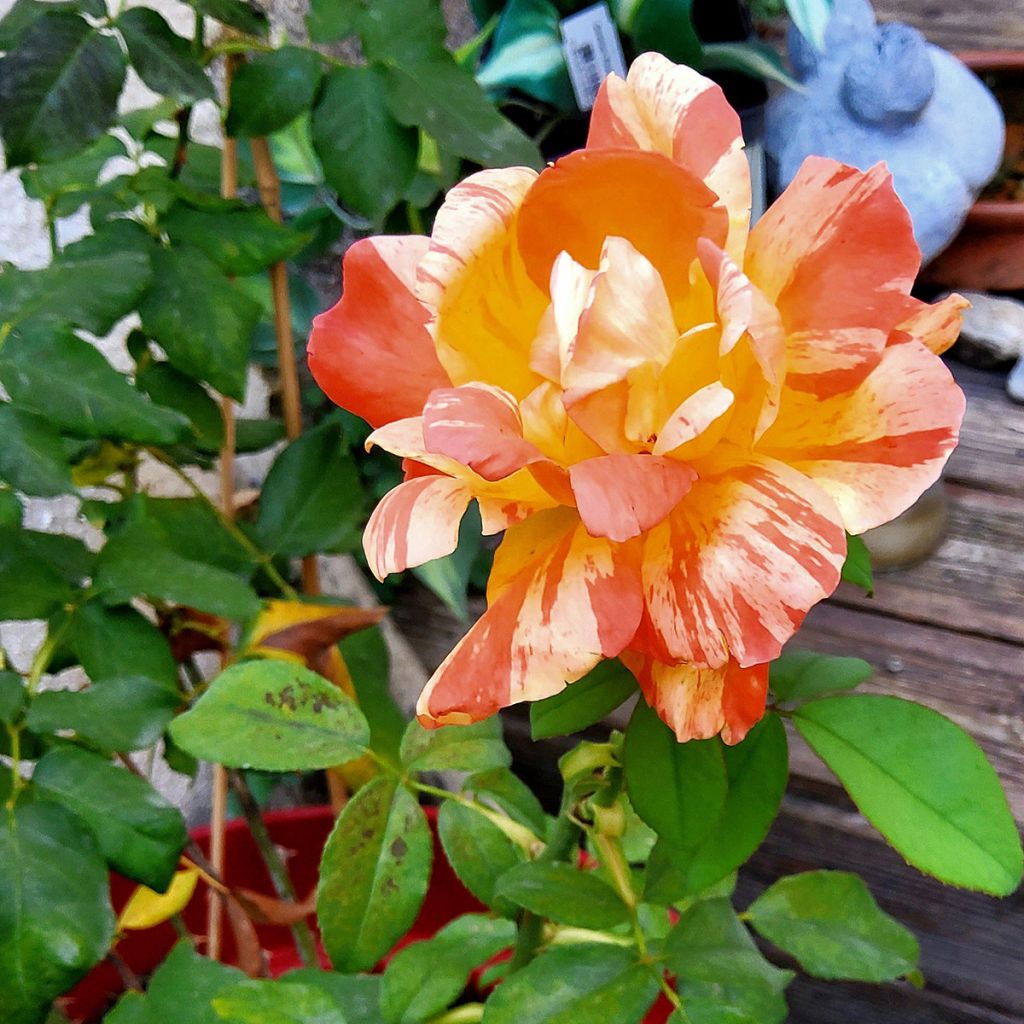 Rosier à grandes fleurs André Willemse