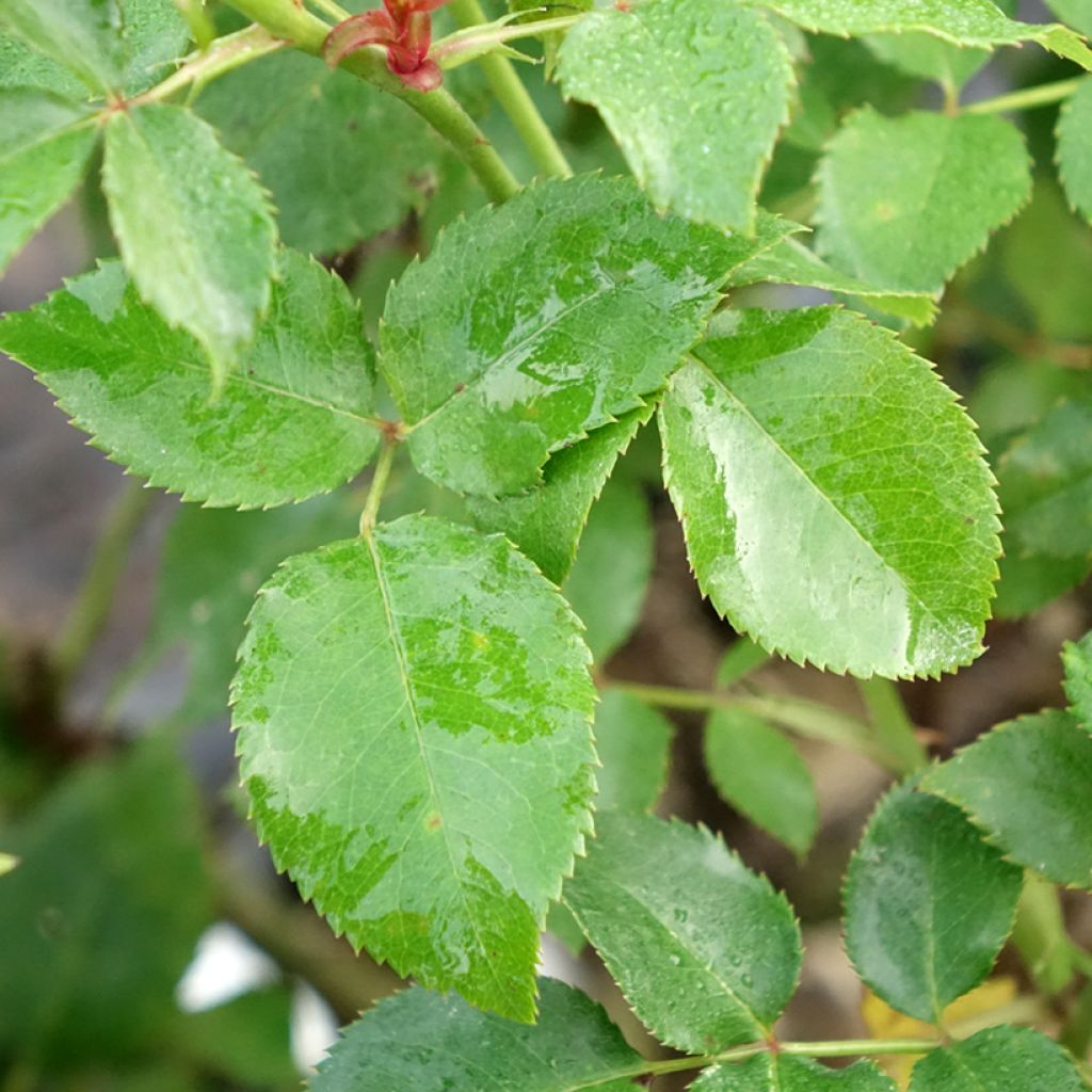 Rosier à grandes fleurs Espoir d'Anjou