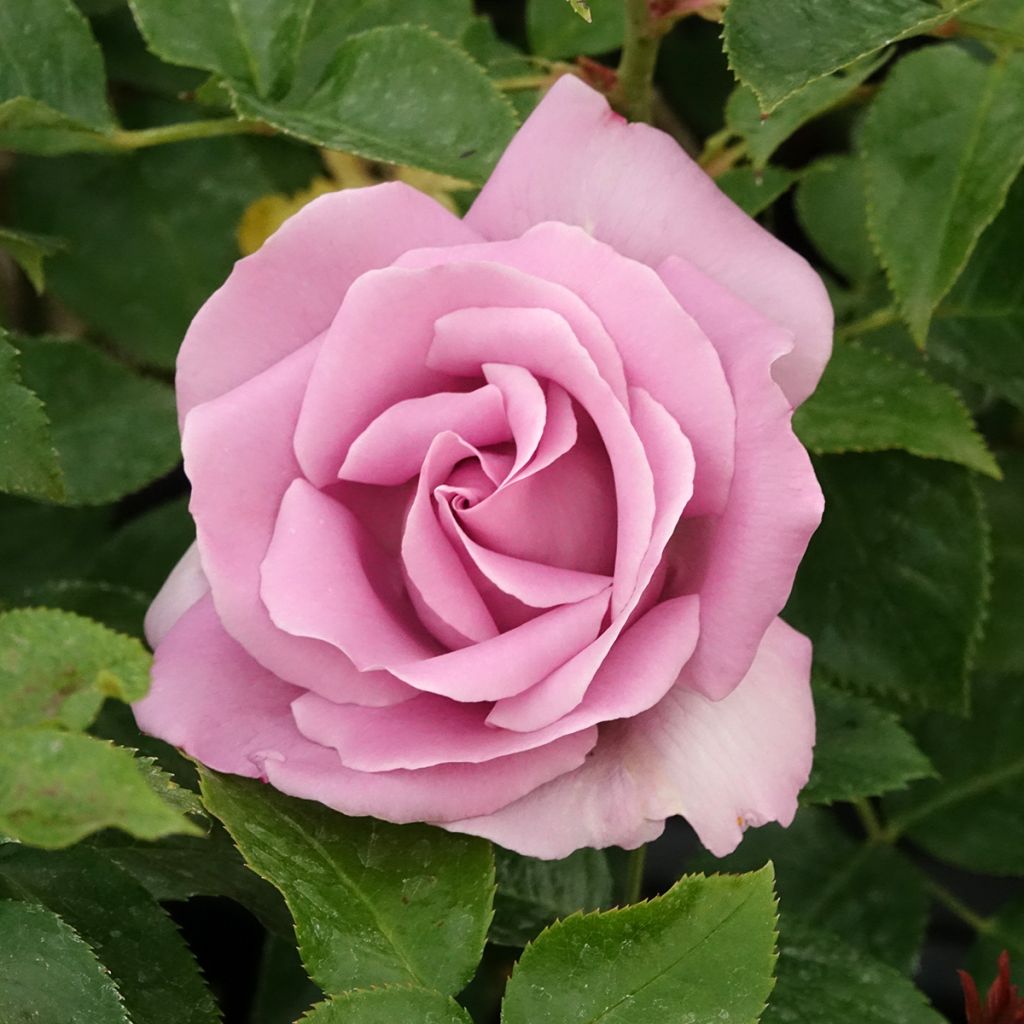 Rosier à grandes fleurs Rose Synactif by Shiseido