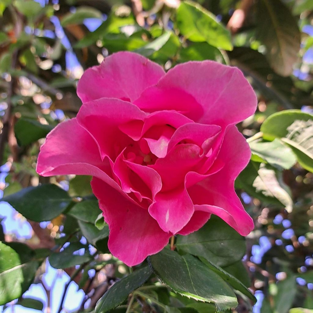 Rosier à grandes fleurs The McCartney Rose 