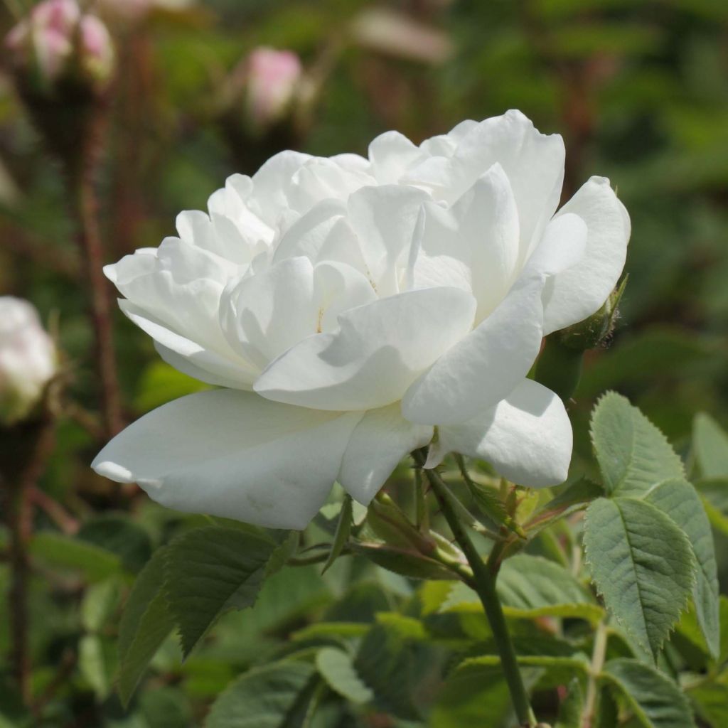 Rosier ancien Alba Suaveolens