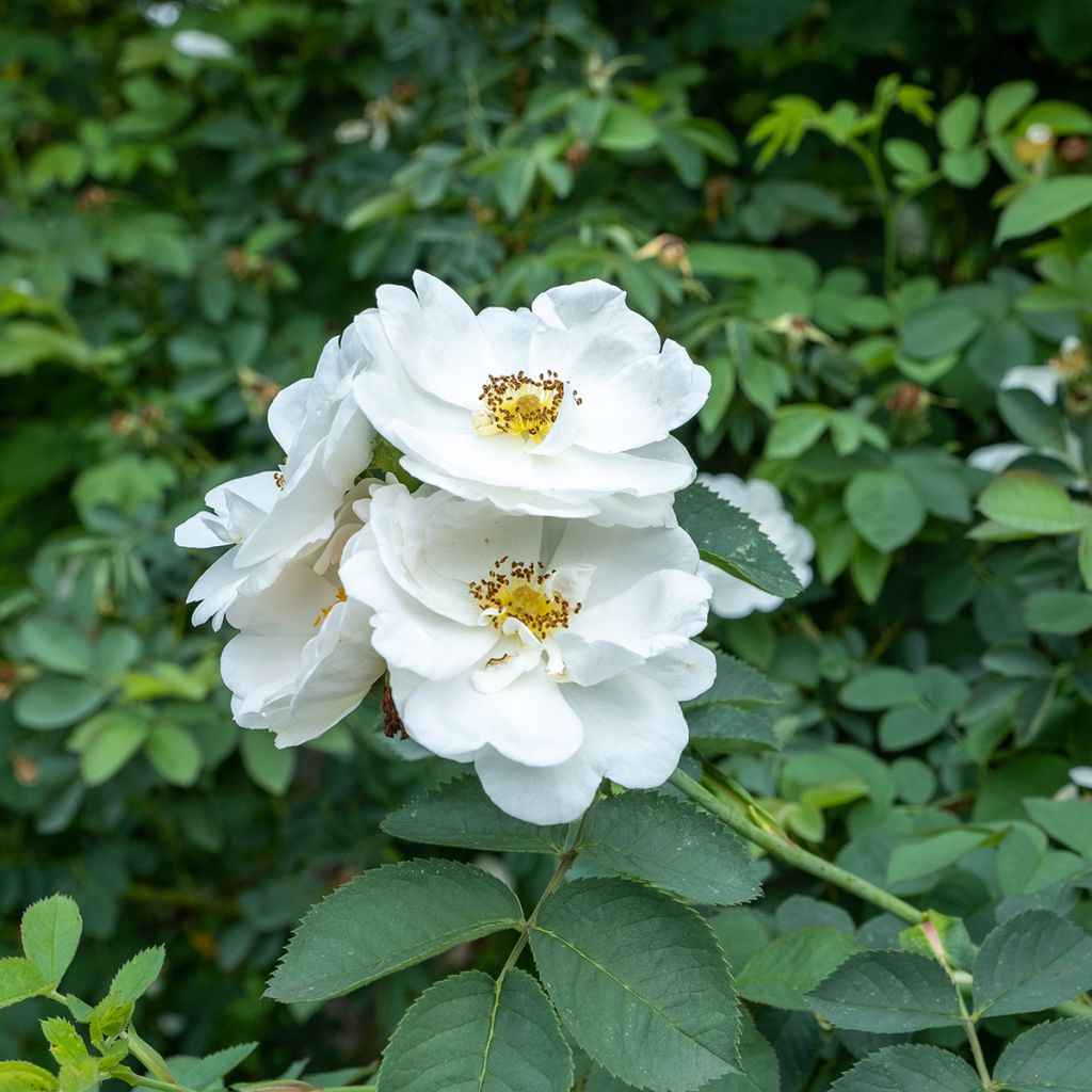 Rosier ancien Alba Suaveolens
