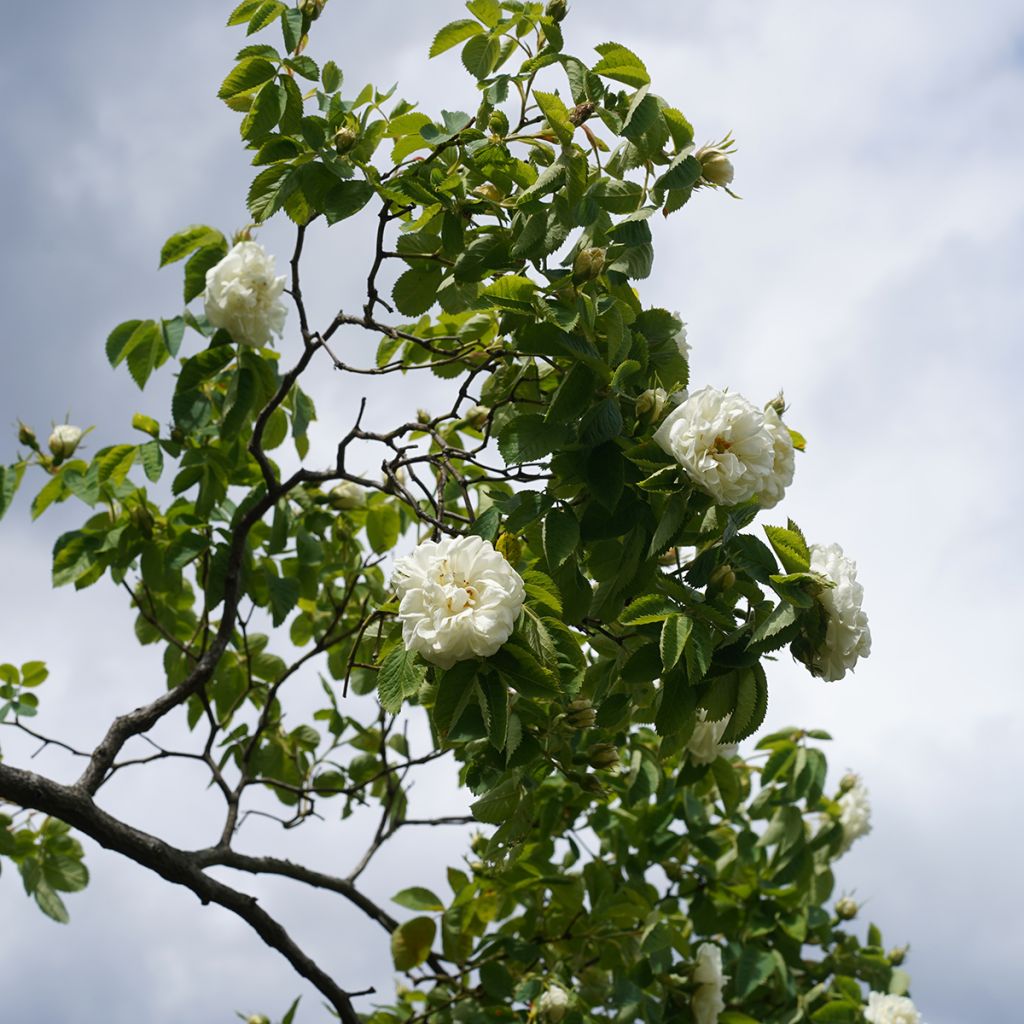 Rosier ancien Alba Suaveolens