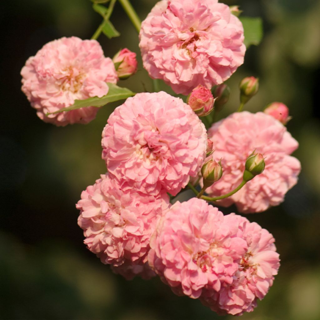 Rosier ancien Jacques Cartier 