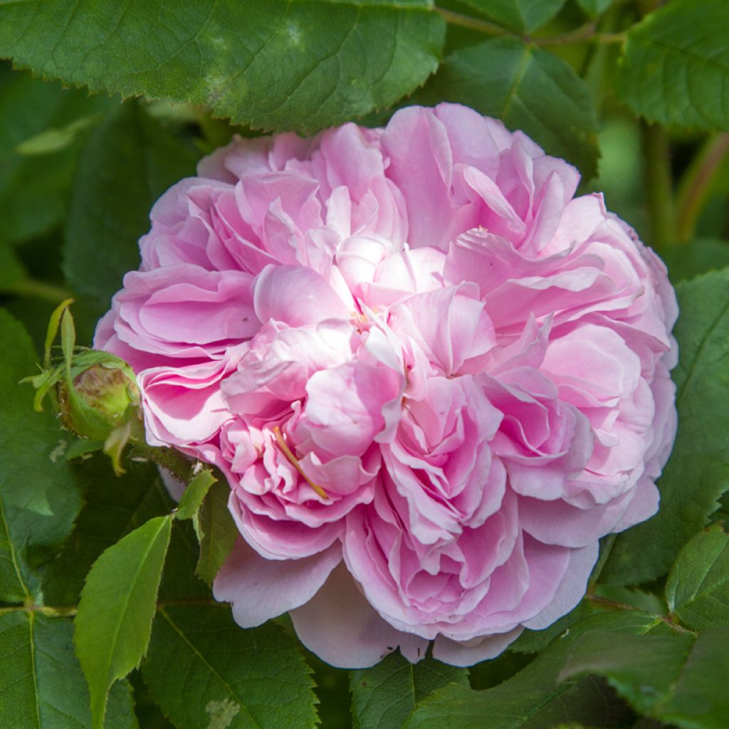 Rosier ancien Jacques Cartier 