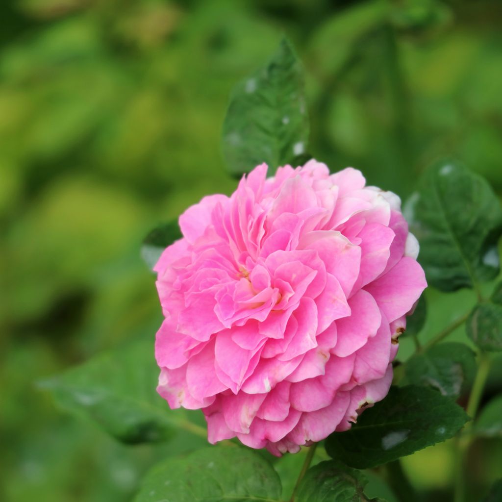 Rosier ancien Kazanlik (Trigintipetala)