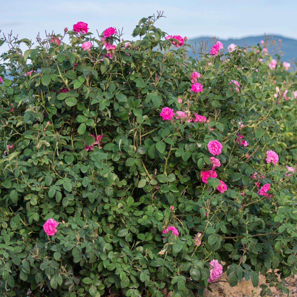 Rosier ancien Kazanlik (Trigintipetala)
