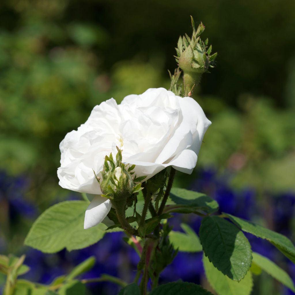 Rosier ancien Mme Hardy