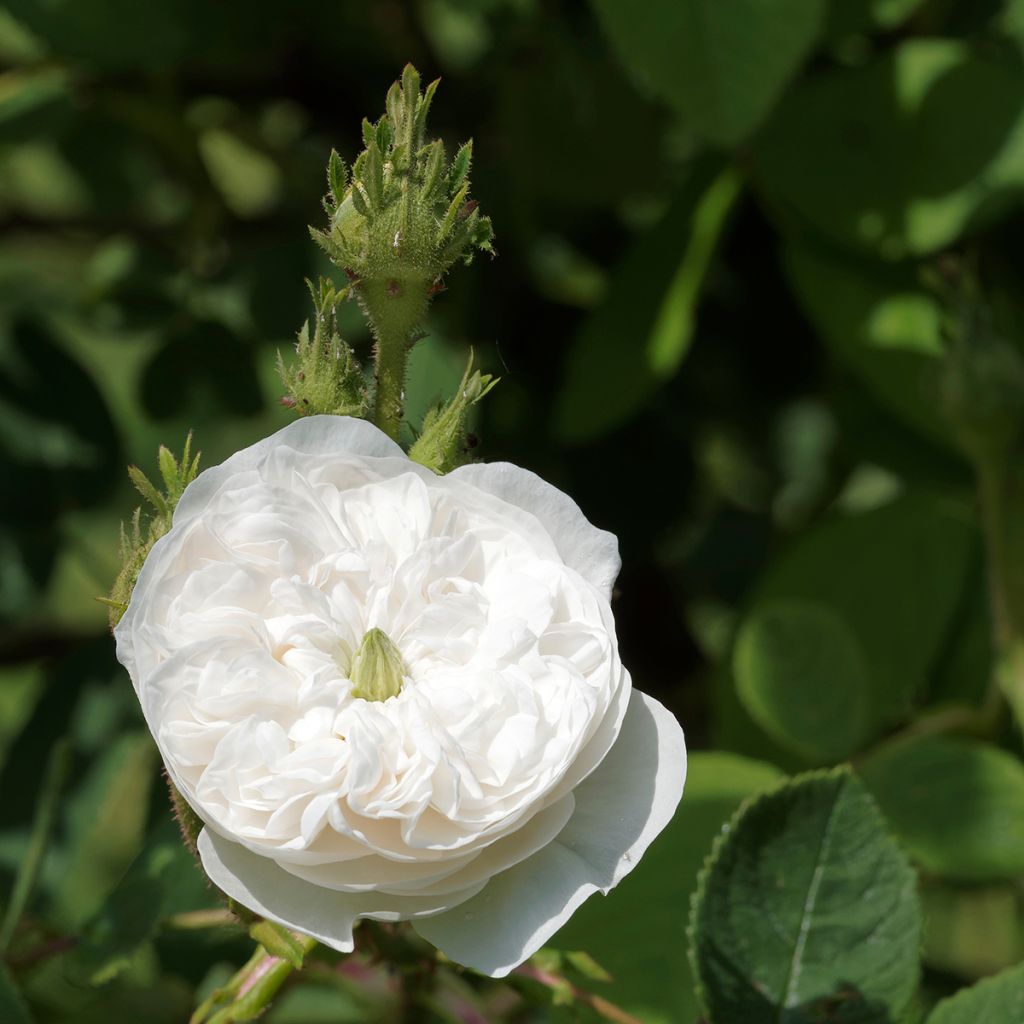 Rosier ancien Mme Hardy