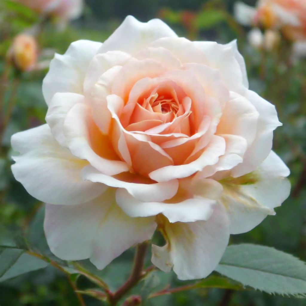 Rosier ancien Perle d'or