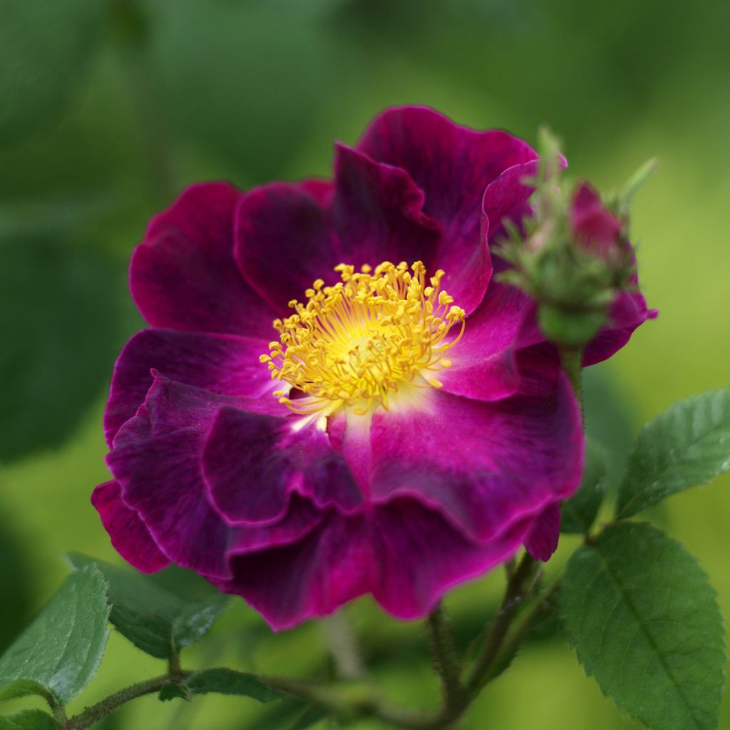 Rosier ancien Tuscany Superb