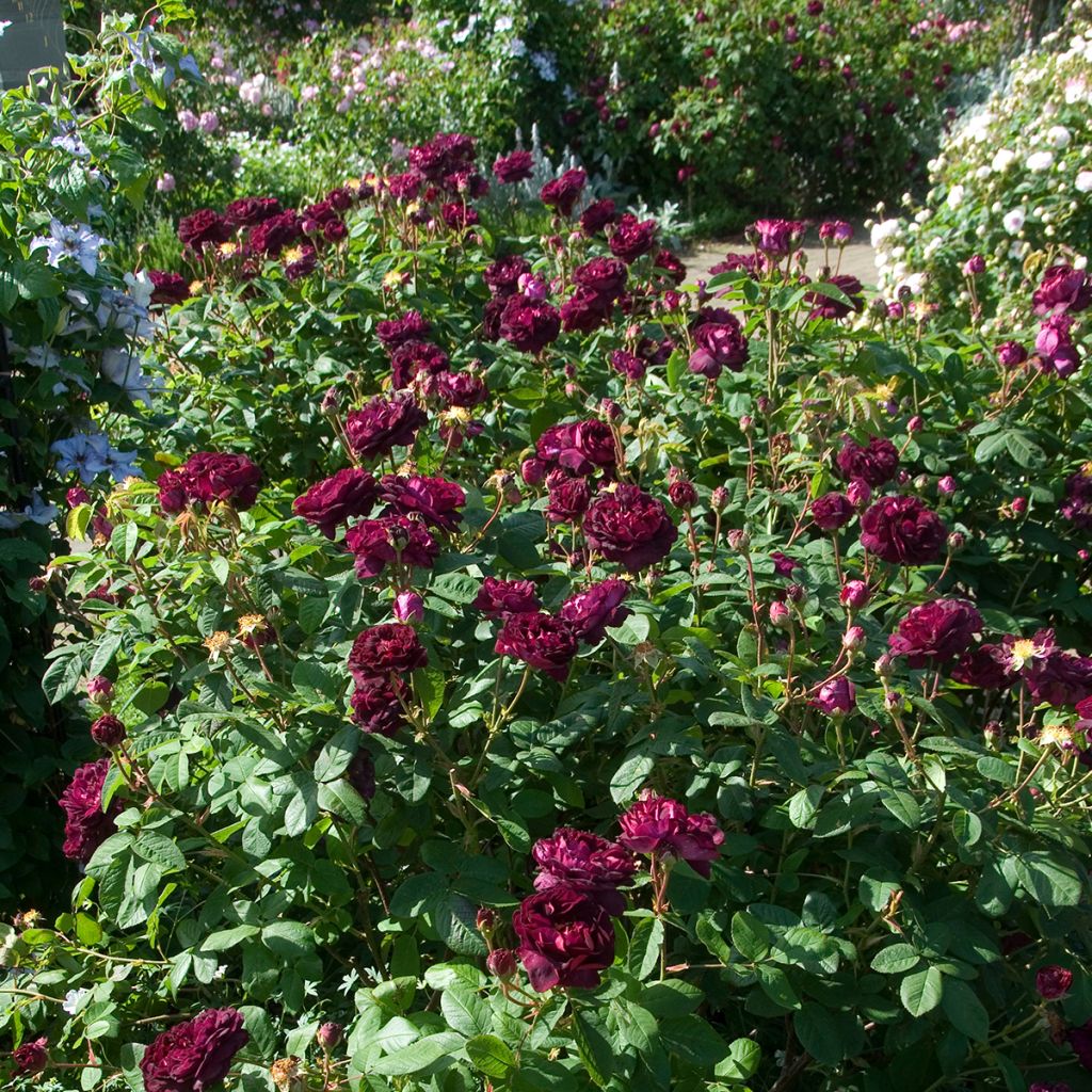 Rosier ancien Tuscany Superb