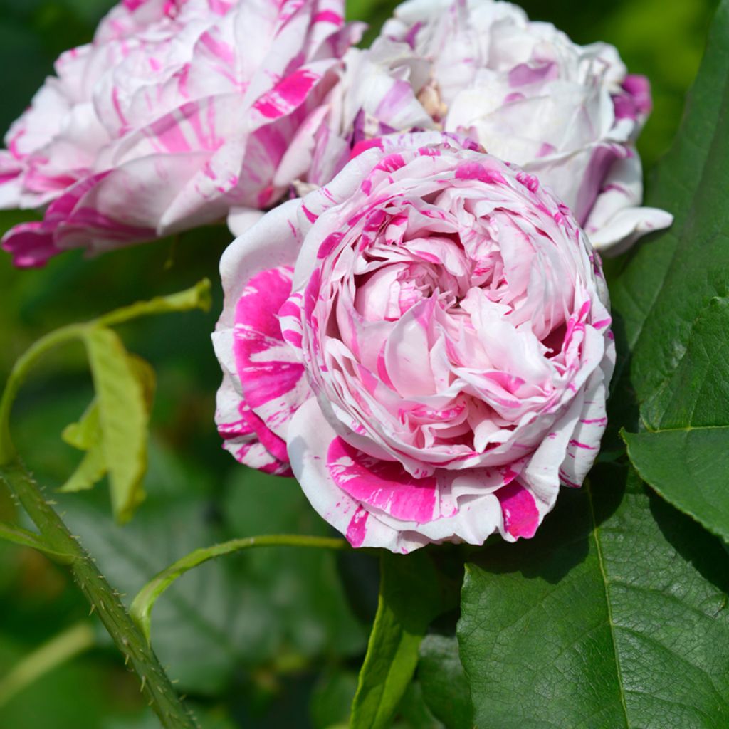 Rosier ancien Variegata di Bologna