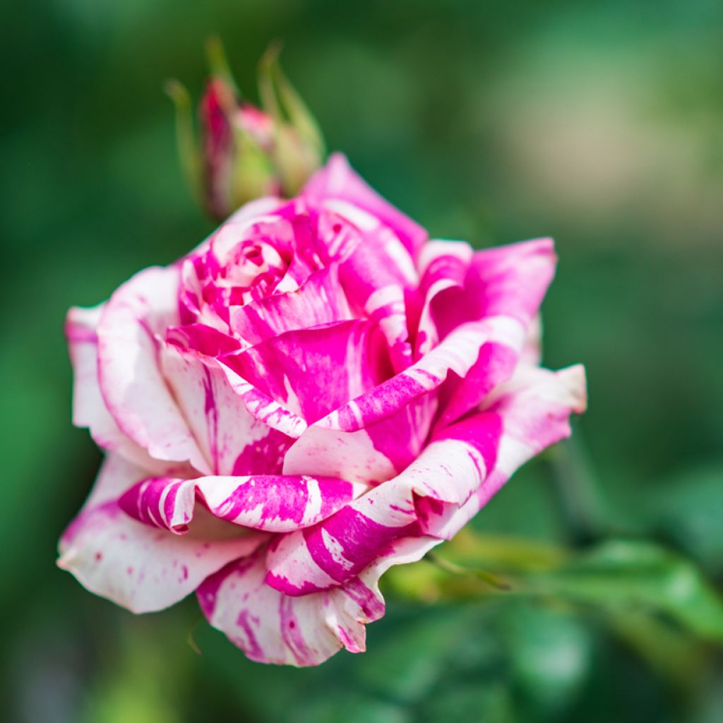 Rosier ancien Variegata di Bologna