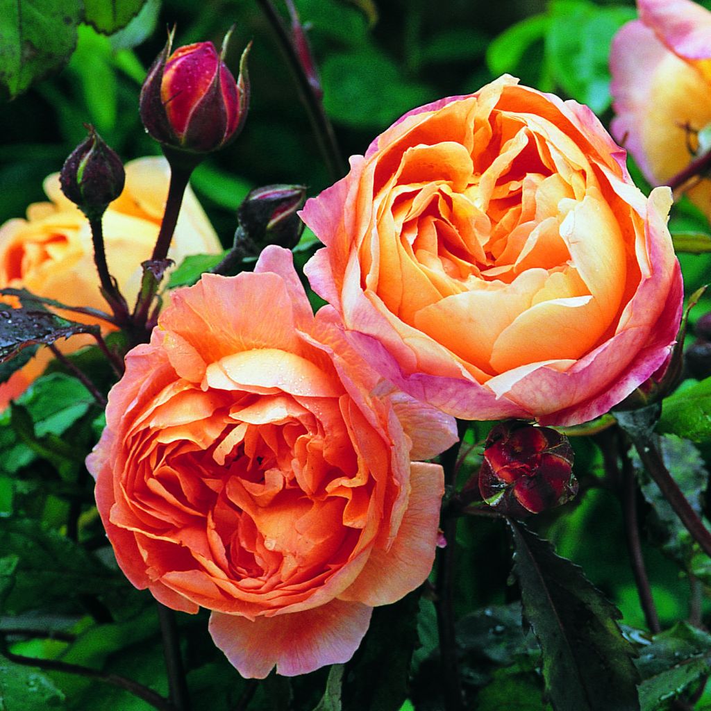 Rosier anglais Lady Emma Hamilton® - Ausbrother