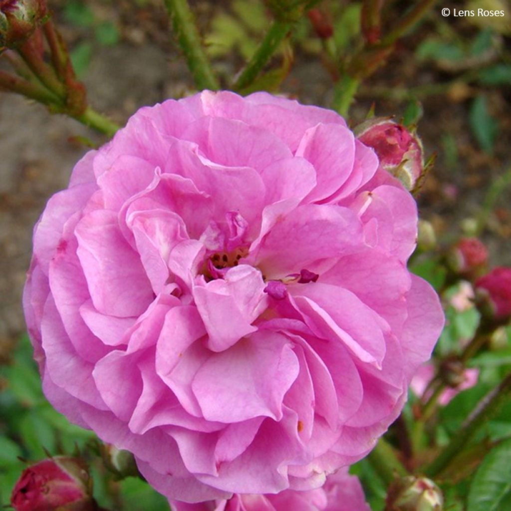 Rosier arbustif Allevia