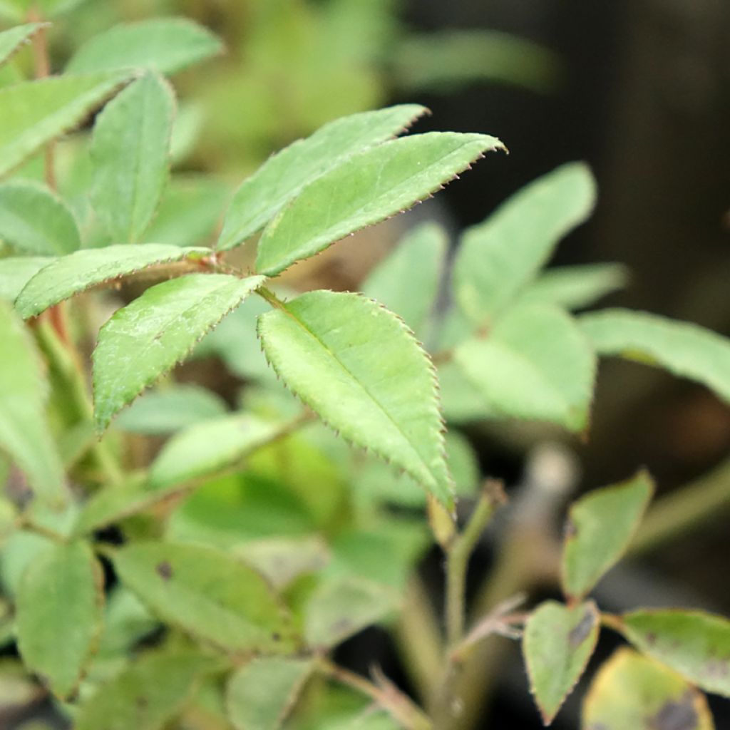 Rosier arbustif Allevia