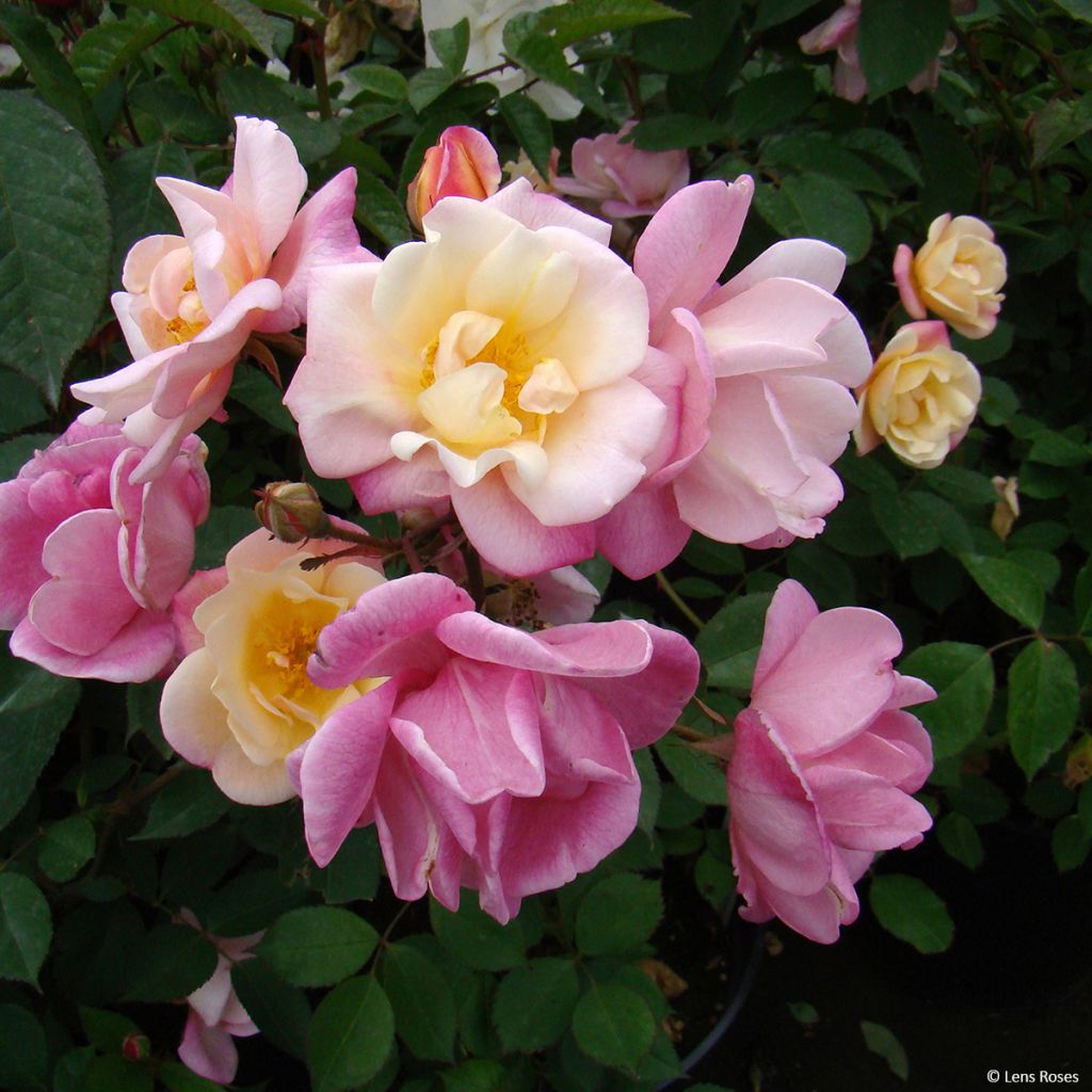 Rosier arbustif Apricot Bells