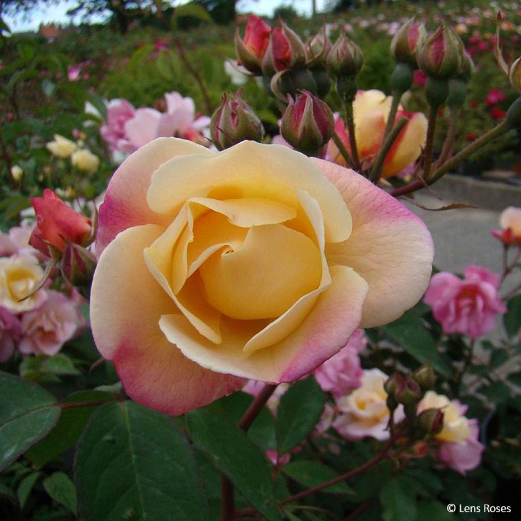 Rosier arbustif Apricot Bells
