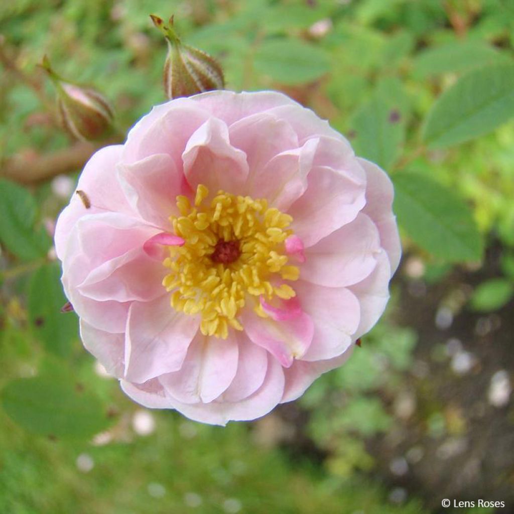 Rosier arbustif Belgian lace