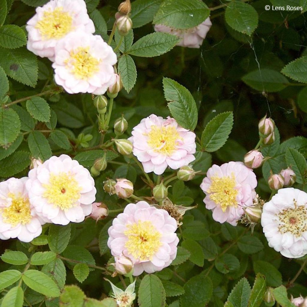 Rosier arbustif Belgian lace