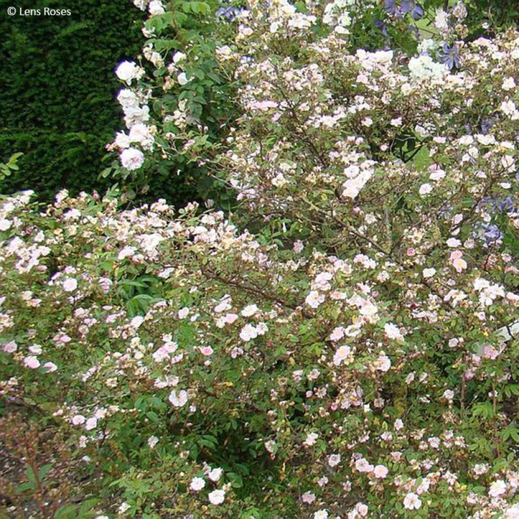 Rosier arbustif Belgian lace
