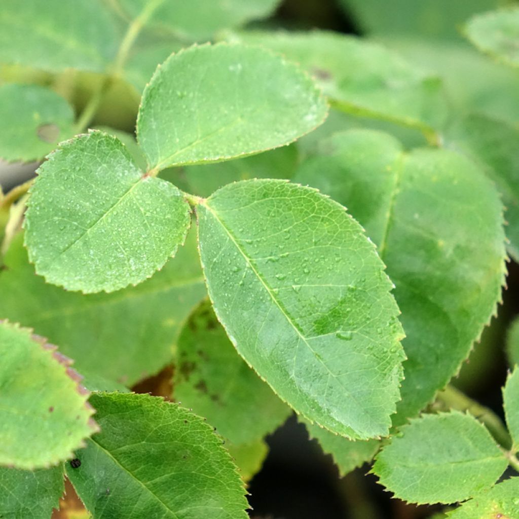 Rosier arbustif Etoile Pourpre