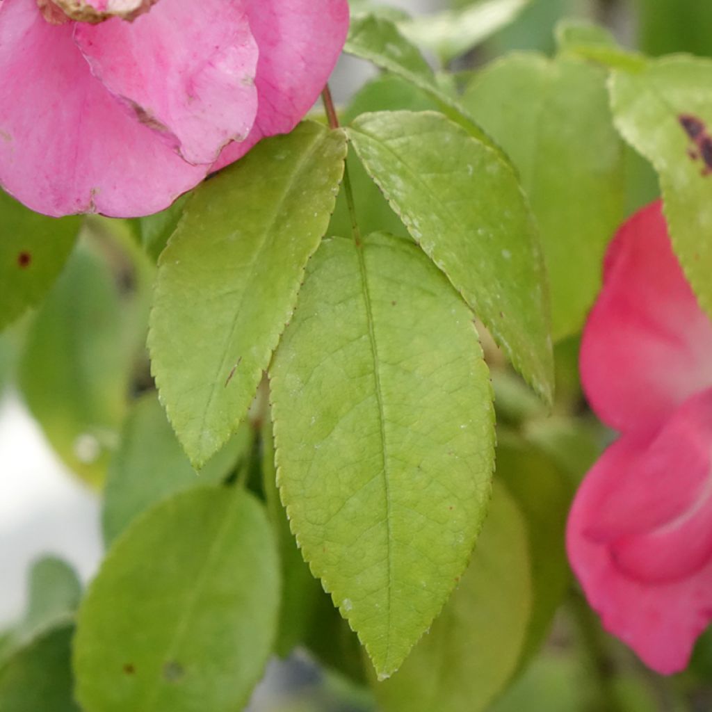 Rosier arbustif  Finn's Rose