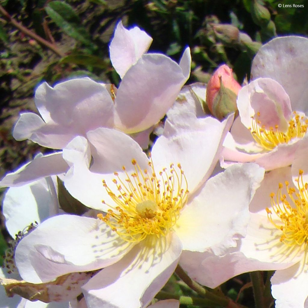 Rosier arbustif Kathleen