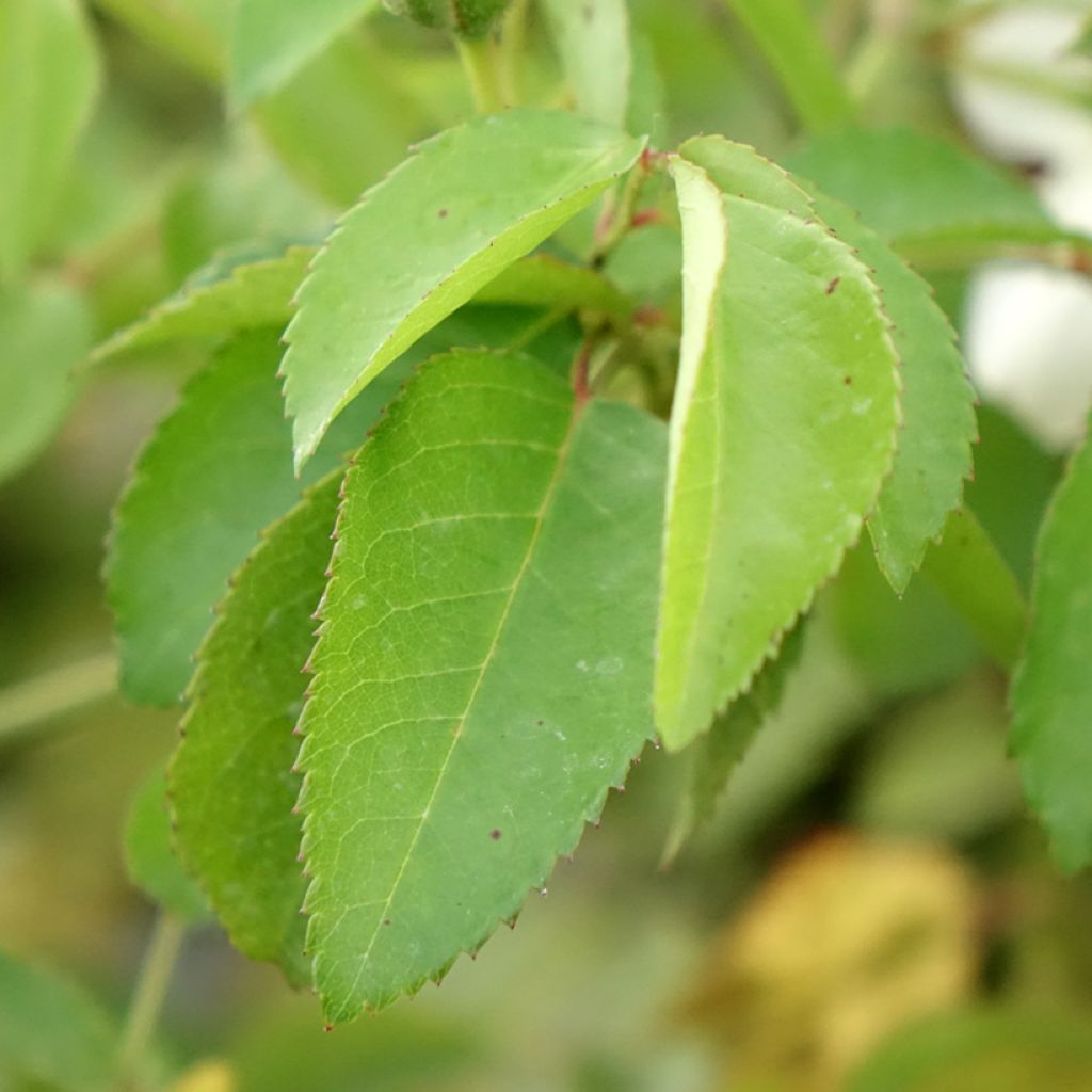 Rosier arbustif La Feuillerie