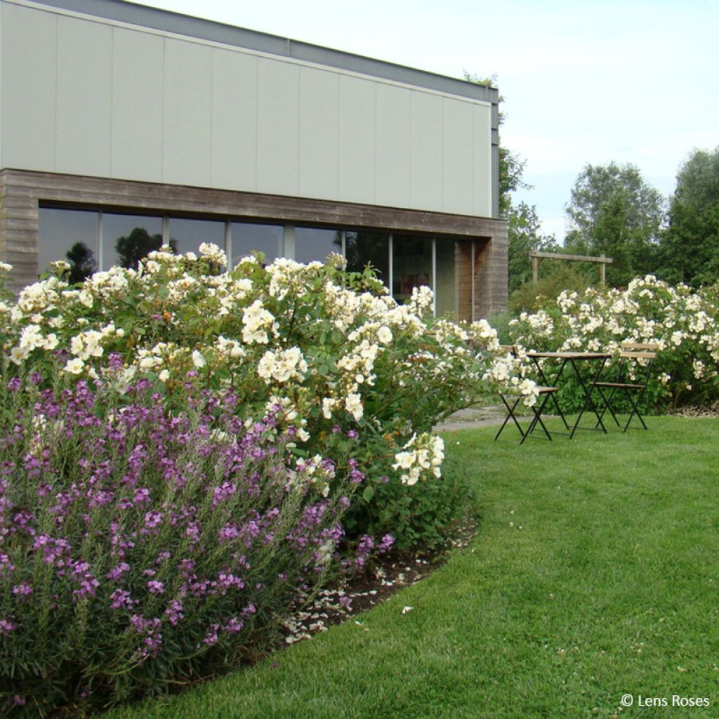 Rosier arbustif Rosalita