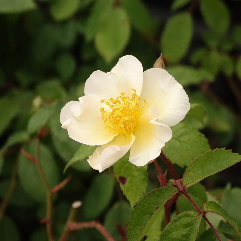 Rosier arbustif Rosalita