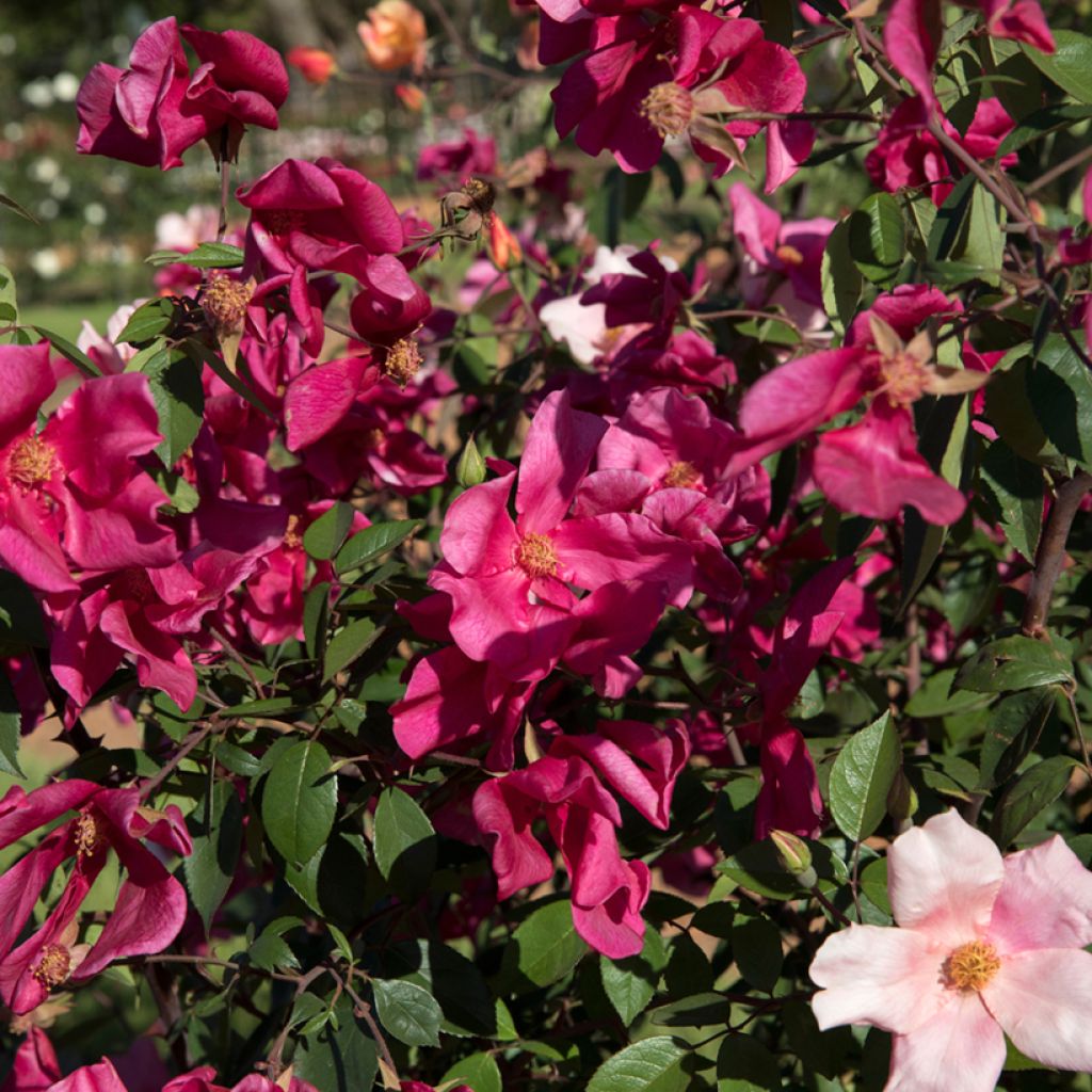 Rosier botanique - Rosa chinensis Mutabilis