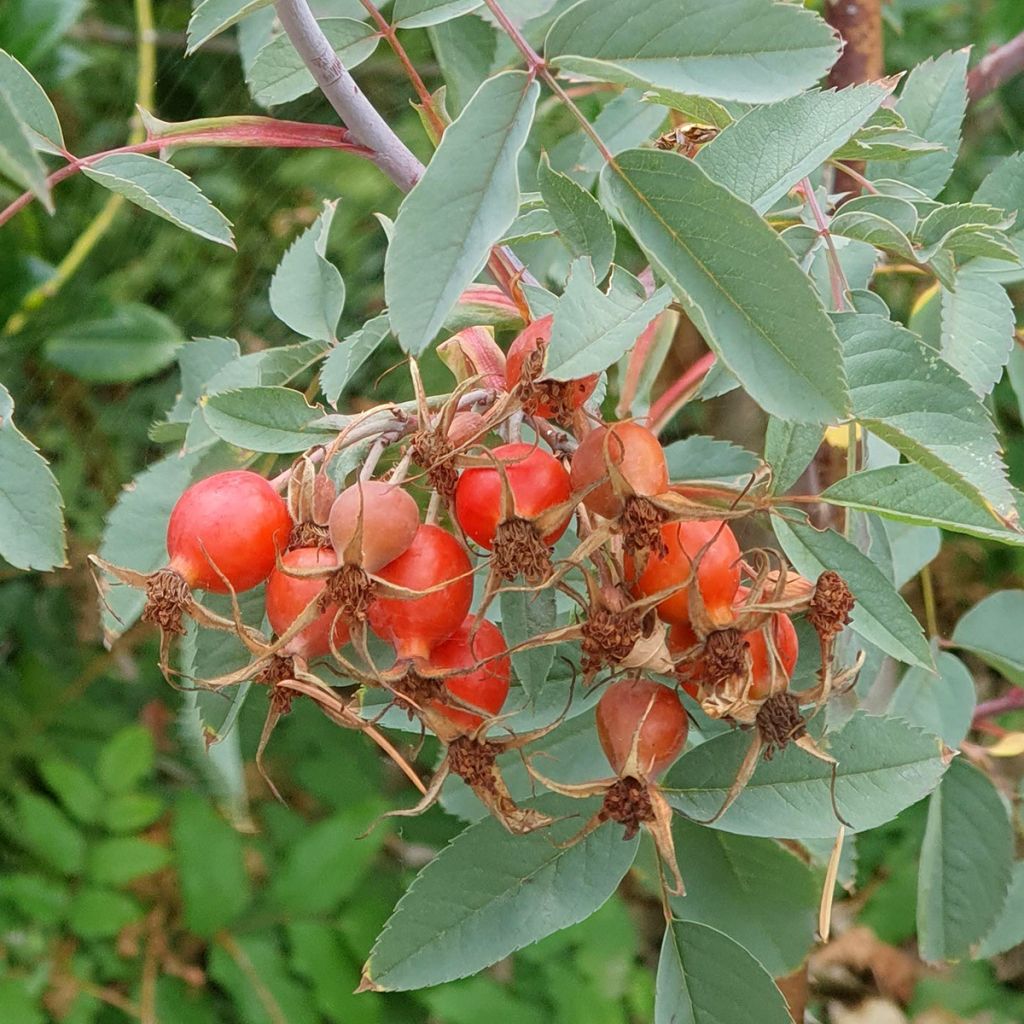 Rosier botanique - Rosa glauca ou rubrifolia