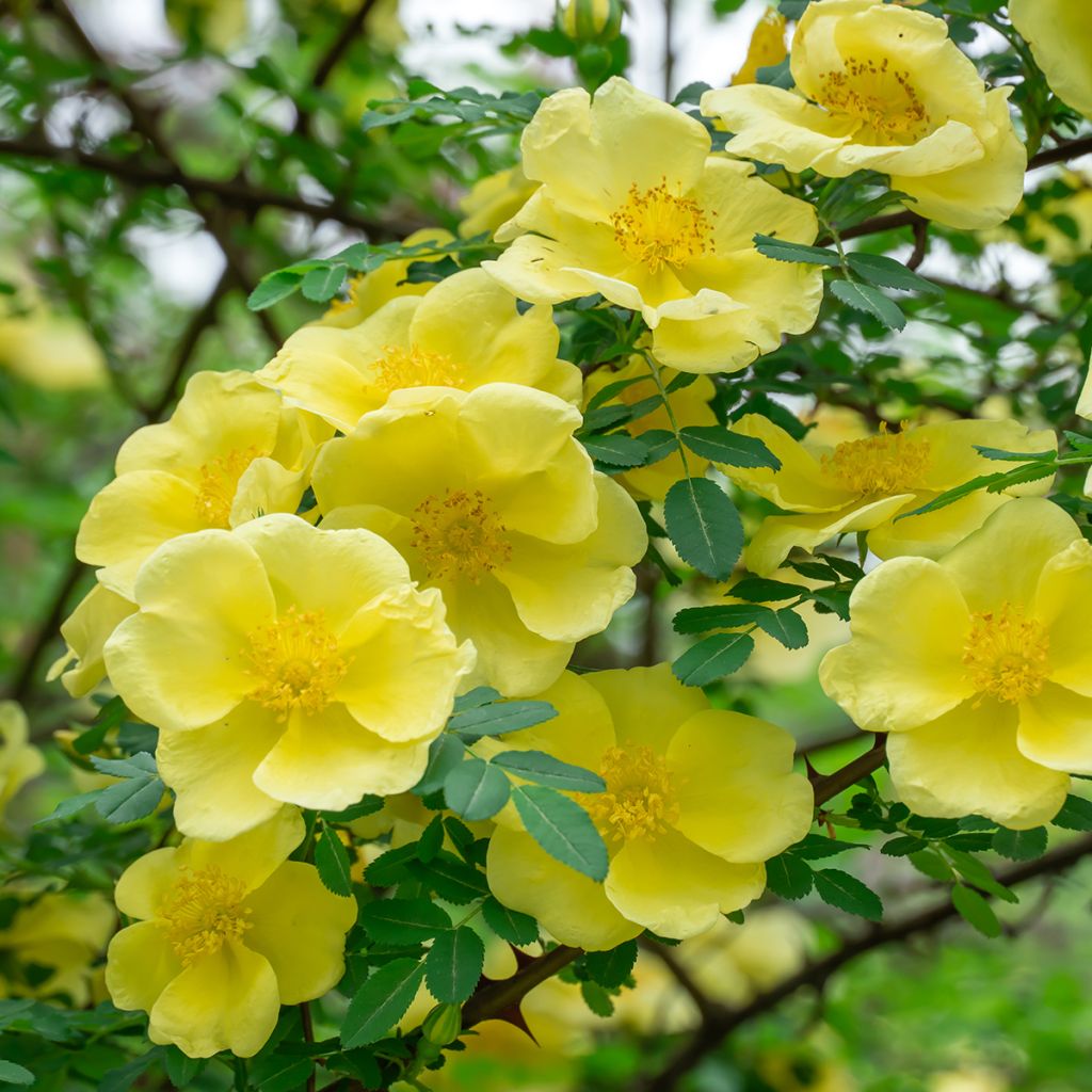 Rosier botanique - Rosa hugonis