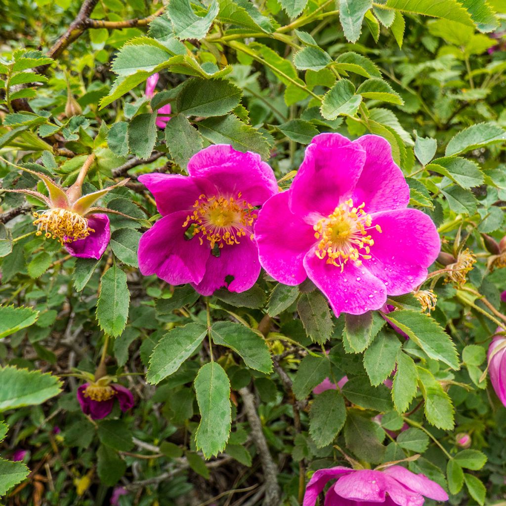 Rosier botanique - Rosa nitida
